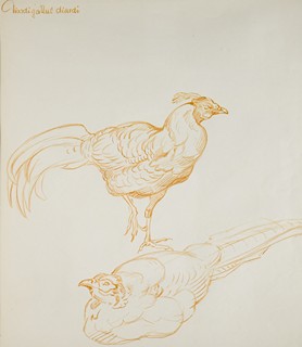Jiří Židlický (1895 - 1950) - Studie bažanta -bažant prelát