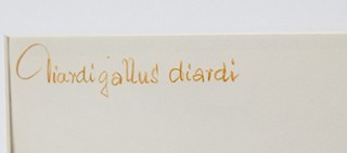 Jiří Židlický (1895 - 1950) - Studie bažanta -bažant prelát