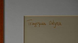Jiří Židlický (1895 - 1950) - Studie bažant Satyr himálajský