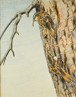 Jiří Židlický (1895 - 1950) - Šoupálek krátkoprstý