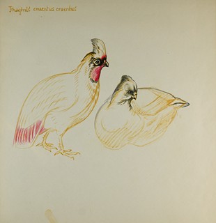 Jiří Židlický (1895 - 1950) - Bažant krvavý