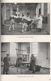 více autorů - Ústřední jatky a trh dobytčí hlavního města Prahy 1895-1930