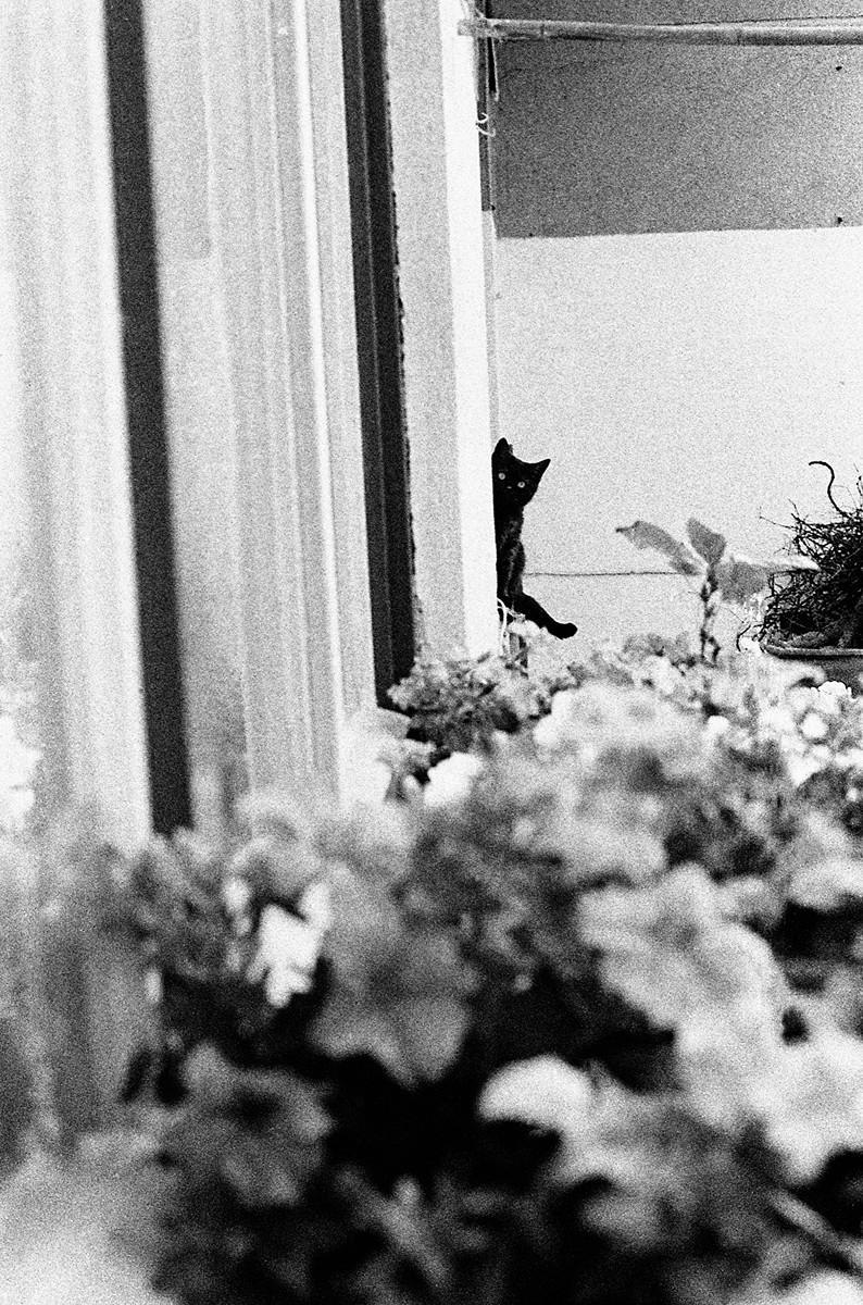 Bez názvu (ze série fotografií koček v bytě Ester Krumbachové)