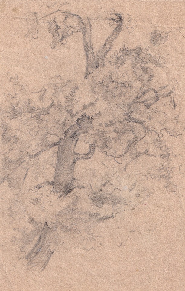 Ludvík Kuba (1863 - 1956) - Studie stromu