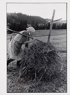 HAY