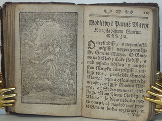Líbezně květoucí Rajská Růže - Litomyšl - 1790
