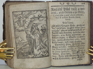 Líbezně květoucí Rajská Růže - Litomyšl - 1790