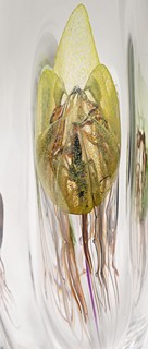 Jiří Pačinek (1972) - Velká váza s motivem medúzy