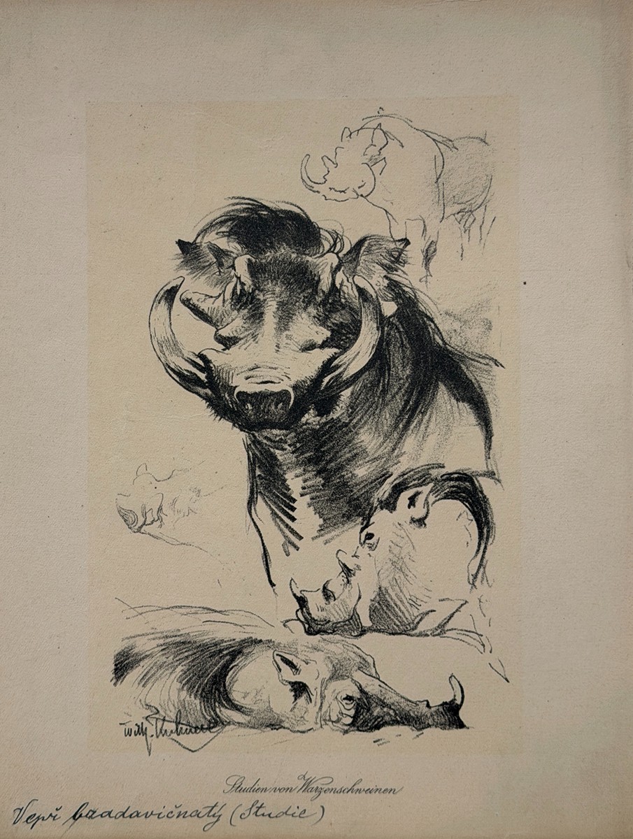 Kuhnert Wilhelm (1865–1926) - Vepři bradavičnatí, studie (Studien von Warzenschweinen)