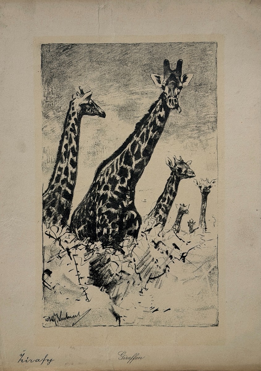 Kuhnert Wilhelm (1865–1926) - Žirafy (Giraffen)