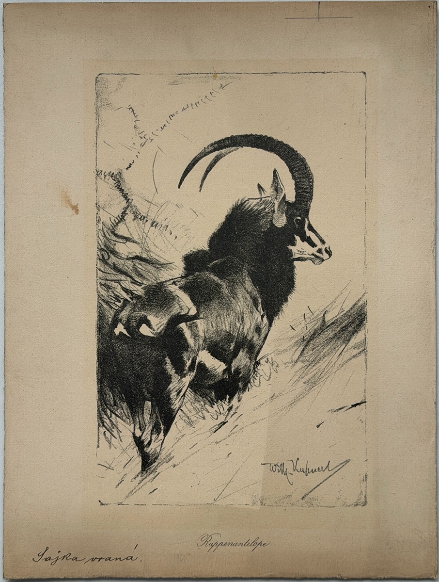 Kuhnert Wilhelm (1865–1926) - Sajga vraná (Rappenantilope)