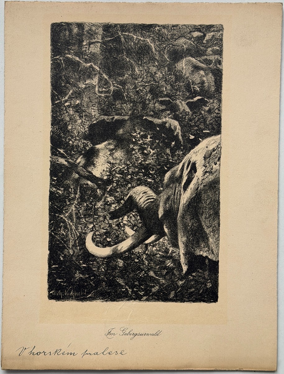 Kuhnert Wilhelm (1865–1926) - V horském pralese (Im Gebirgsurwald)