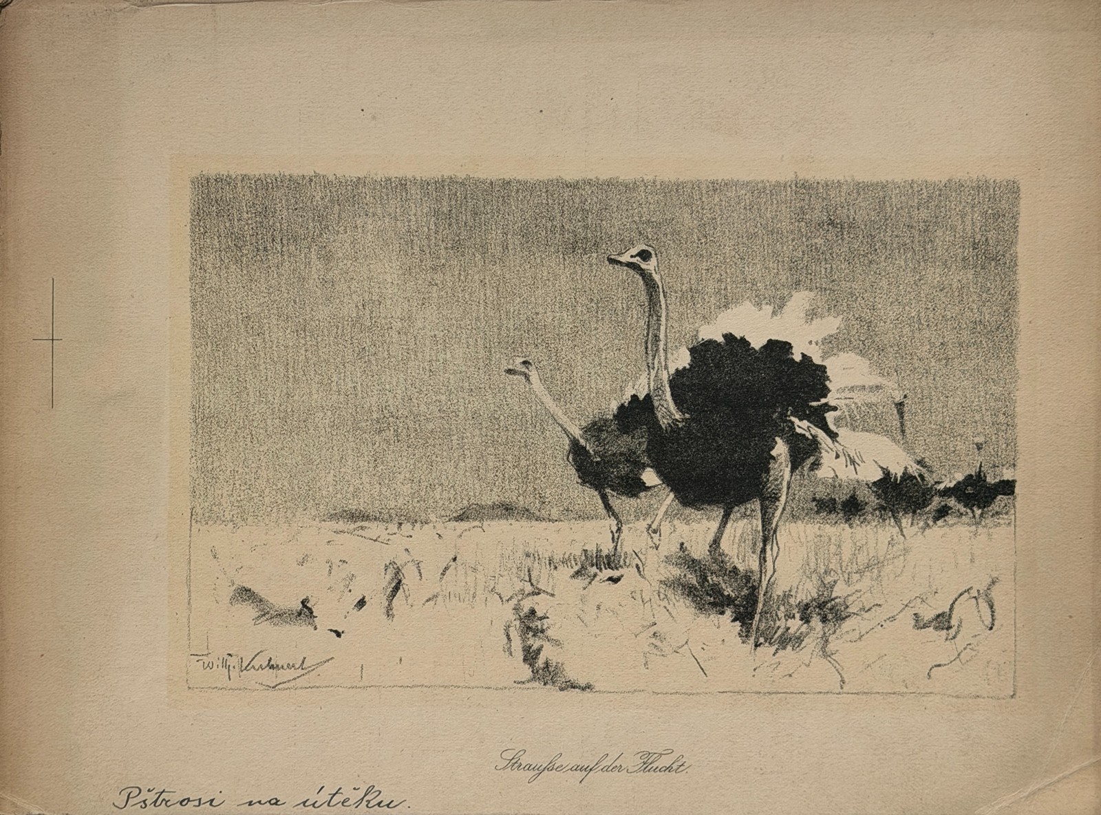 Kuhnert Wilhelm (1865–1926) - Pštrosi na útěku