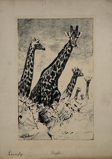 Kuhnert Wilhelm (1865–1926) - Žirafy (Giraffen)