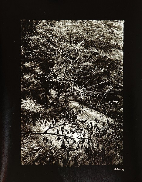 Petr Helbich