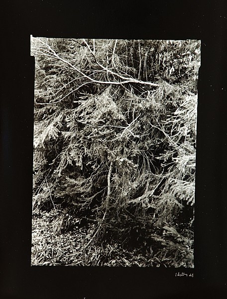 Petr Helbich