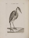 THOMAS PENNANT 1726 - 1798 - BRITSKÁ ZOOLOGIE