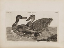 THOMAS PENNANT 1726 - 1798 - BRITSKÁ ZOOLOGIE