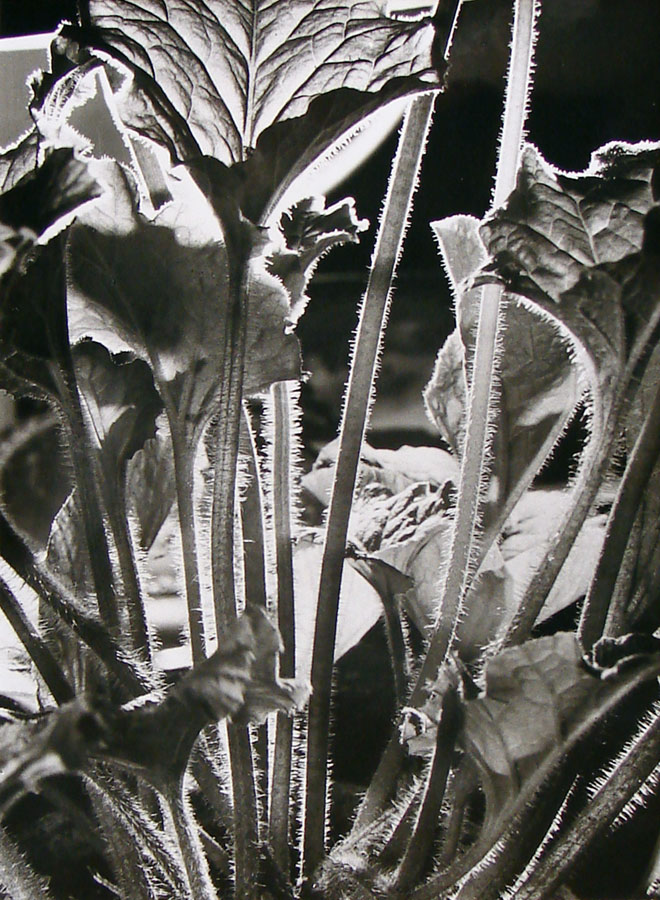 Berka Ladislav, Emil (1907-1993)