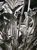 Berka Ladislav, Emil  (1907-1993)