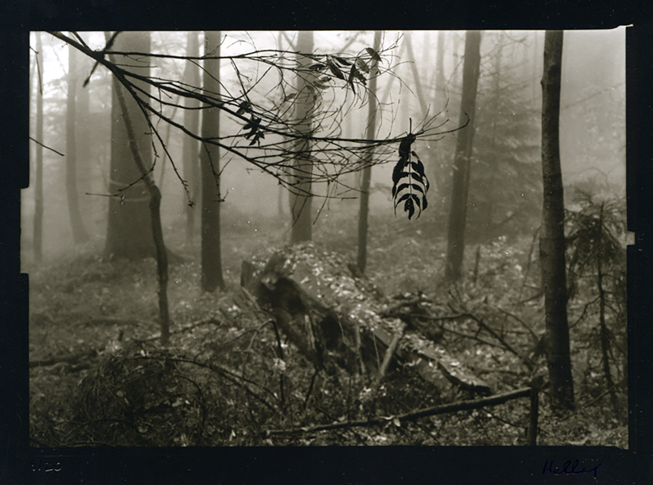 Petr Helbich