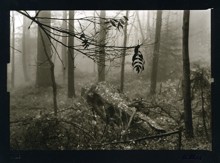 Petr Helbich