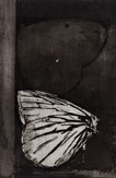 Čepelák Ladislav | Motýli