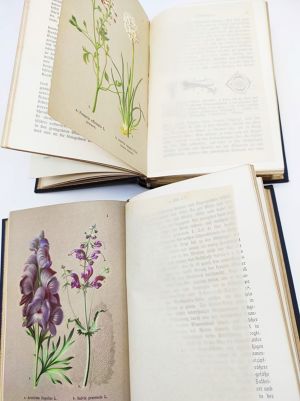 Herbář – letní květiny