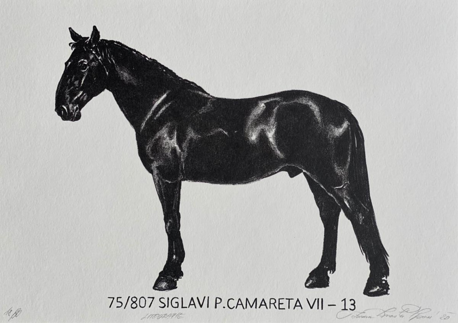 Zuzana Dvorská Šípová