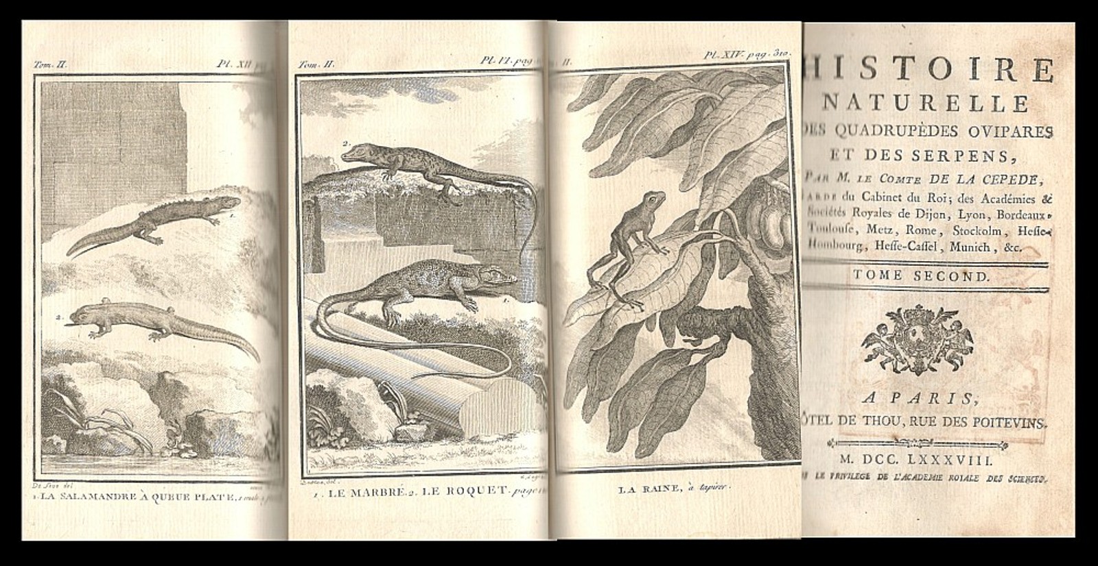 Georges Luis Leclerc de Buffon - Histoire Naturelle des Quadrupèdes Ovipares et des Serpens. Tom. II. Quadrupedes