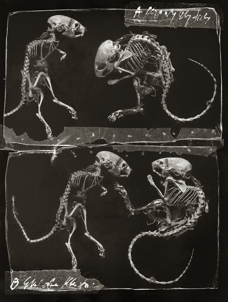 Jiří Stach - (1944)