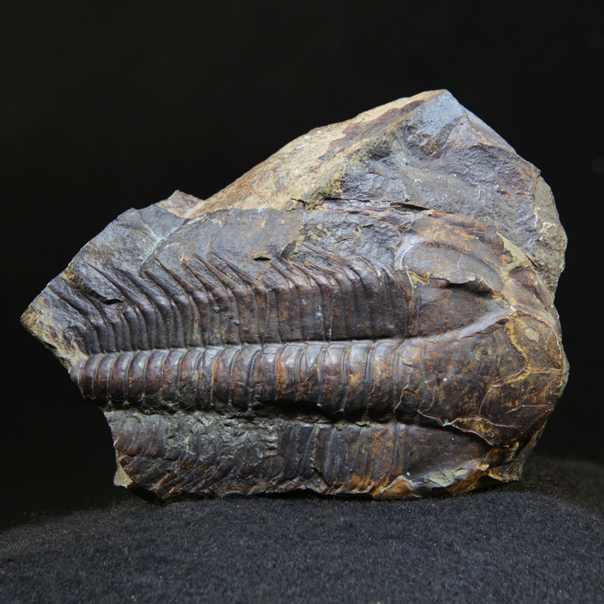 Trilobit – ČR (velký)