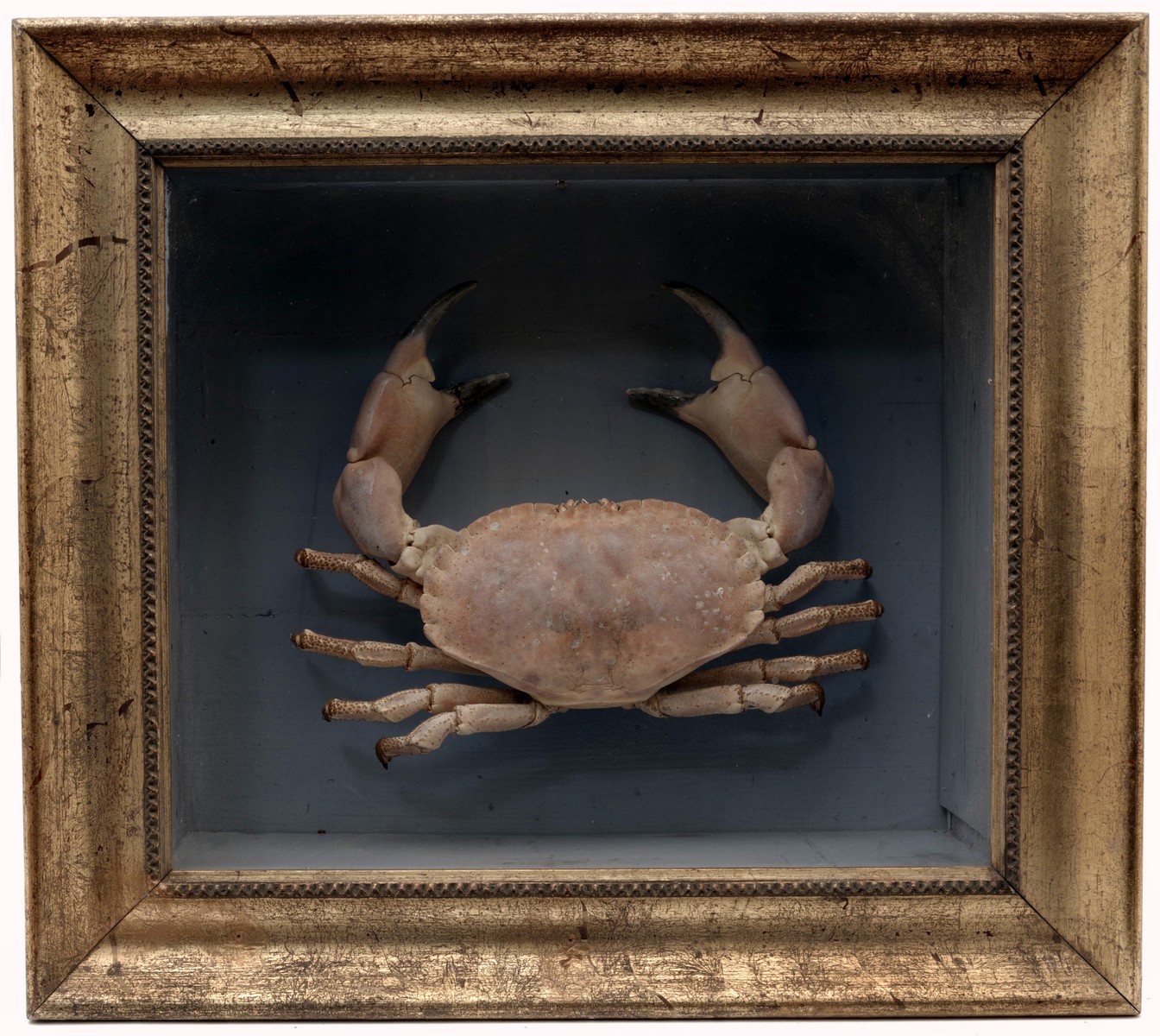 Velký krab německý (Cancer pagurus)