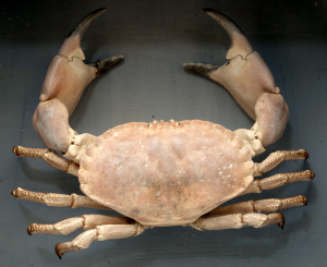 Velký krab německý (Cancer pagurus)
