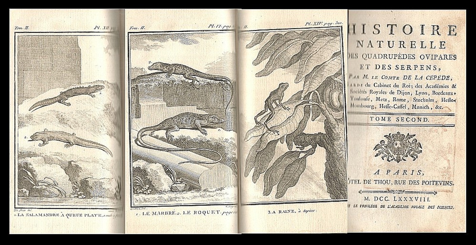 Georges Luis Leclerc de Buffon - Histoire Naturelle des Quadrupèdes Ovipares et des Serpens. Tom. II. Quadrupedes