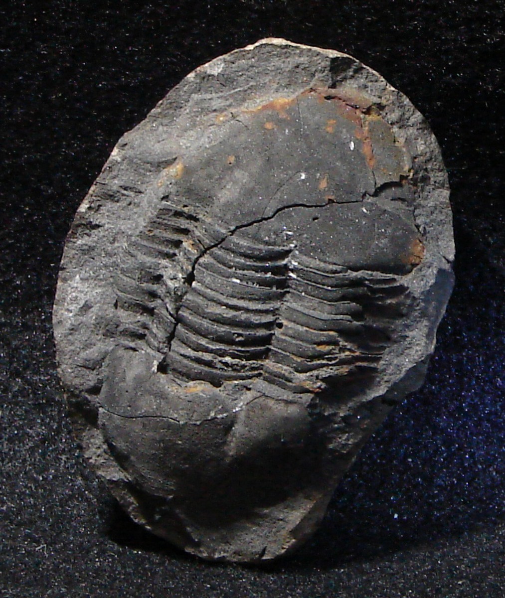 Trilobit (‚Rokycanská kulička‘)