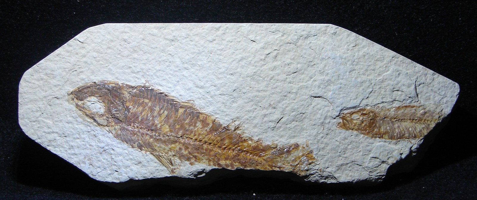 Zkamenělá ryba
