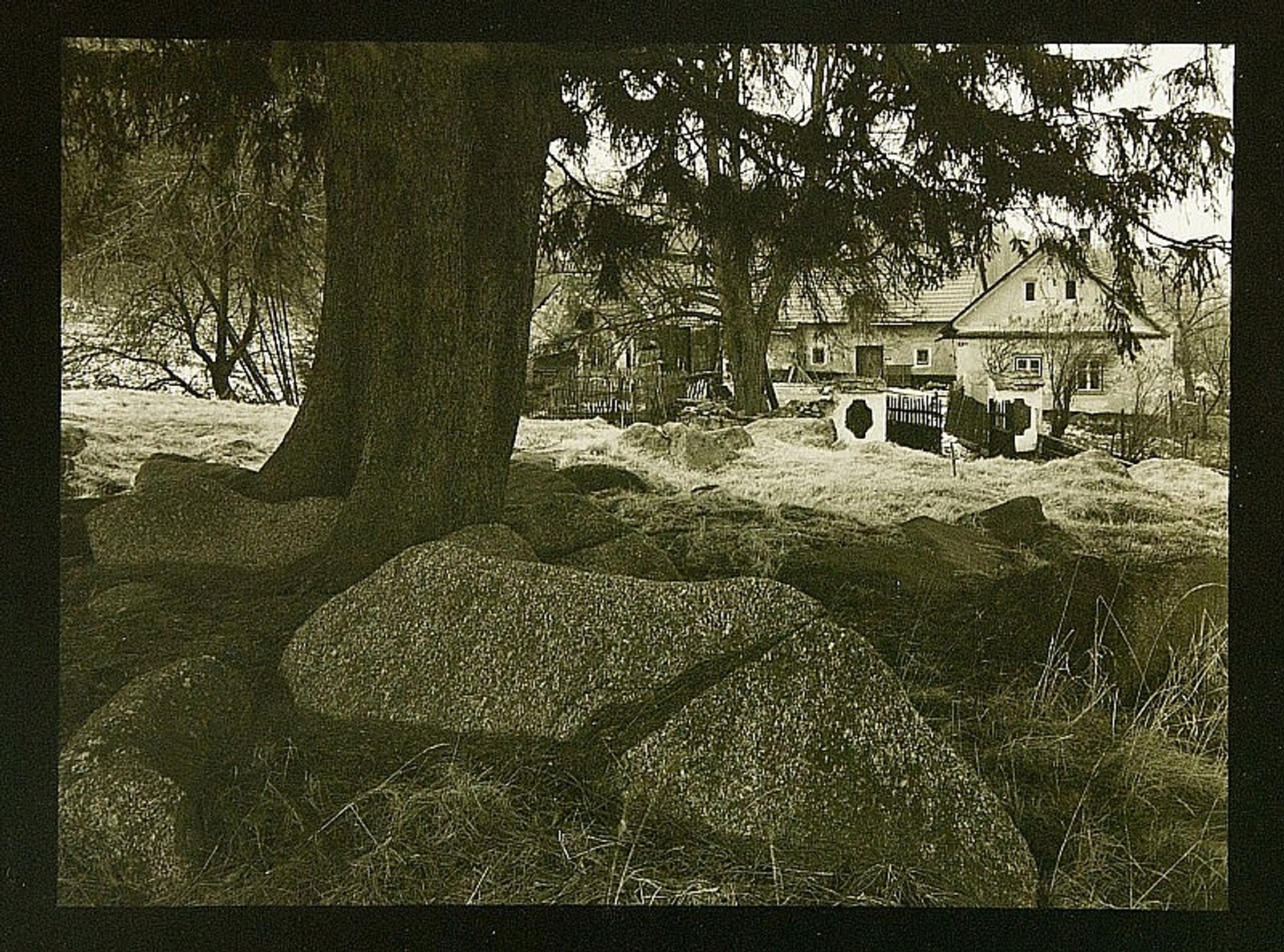 Jan Reich - Čihadlo