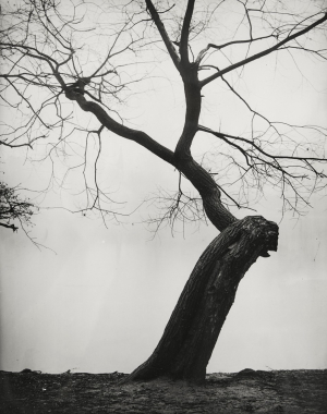 JOSEF SUDEK (1896-1976): Strom